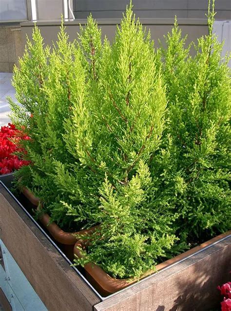 Cupressus Macrocarpa Goldcrest Care Guide | Bonsai Alchemist