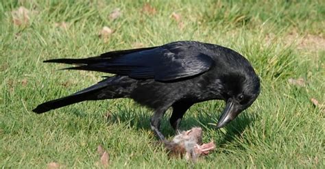 What Do Crows Eat In The Winter? 3 Common Foods - A-Z Animals