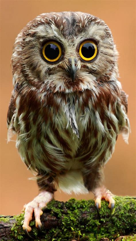 awww Baby Owl : r/iWallpaper