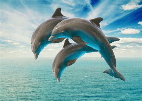 Dolphins Exhibit Human Communication Patterns, Study Finds – Learning Mind