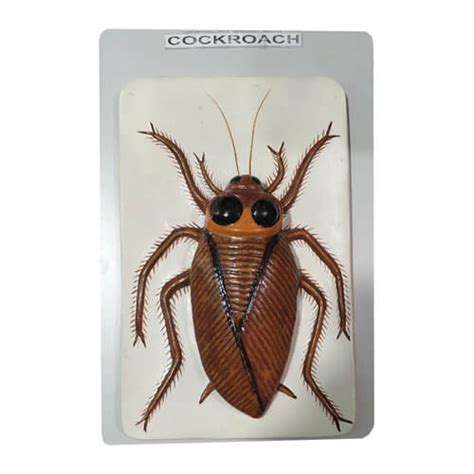 Model of Cockroach - Lab Asia Science and Technology Corporation