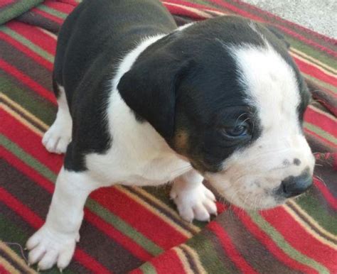 Catahoula bulldog puppies for Sale in Loxahatchee, Florida Classified ...