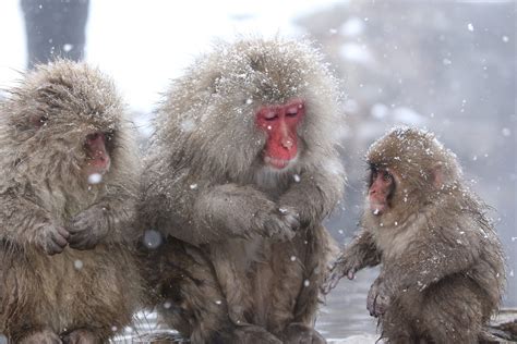 [Hidden Wonders of Japan] Waiting for Spring In Jigokudani Snow Monkey ...