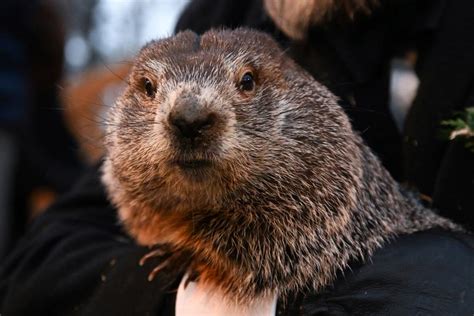 When is Groundhog Day 2023? Here’s when to expect the furry forecaster ...