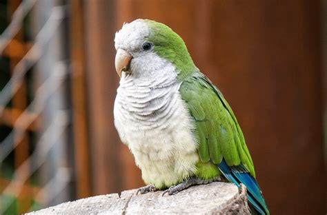 The Monk Parakeet | All you need to know about this lovely tiny bird