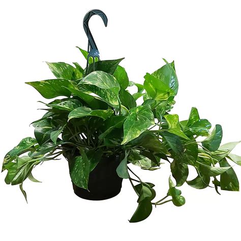 √100以上 home depot hanging plants 299185-Home depot hanging plants on sale