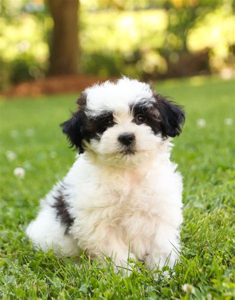 Shih-Poo Studs | Lancaster Puppies