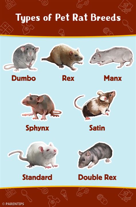 Parentips Types Of Pet Rat Breeds Facebook | atelier-yuwa.ciao.jp