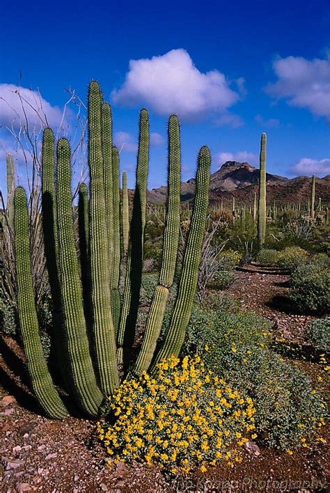 Pin by Camilo Rojas on Tacaliente | Desert plants, Plants, Sonoran desert