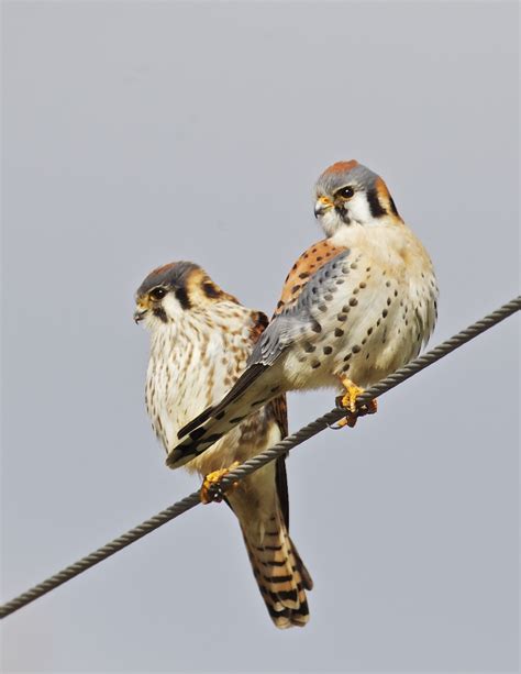 American Kestrel Male Vs Female