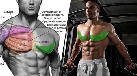 The Best Lower Chest Solution to Get Defined Pecs and more Muscle Mass ...