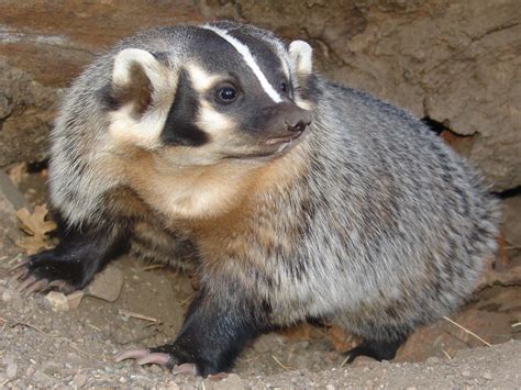 Badger - Diet, Breeding, Facts, Habitat, Pictures, Behavior, Life ...