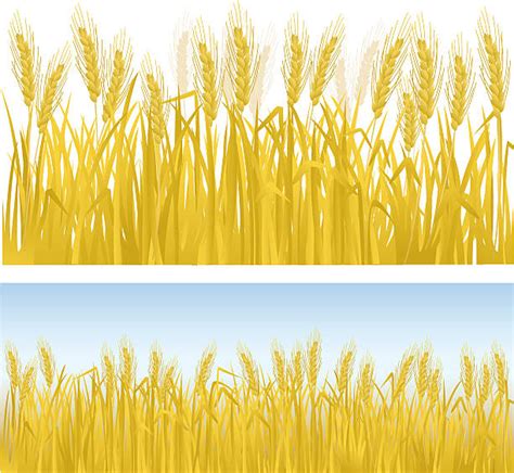 Wheat Gold Illustrations, Royalty-Free Vector Graphics & Clip Art - iStock