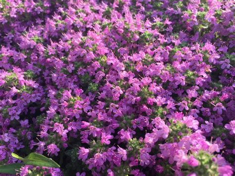 Creeping Thyme Ground Cover: Types, Care, and Propagation - Dengarden