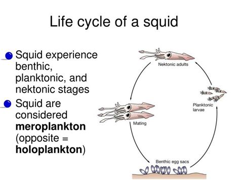 Life Cycle Of A Squid - BEST GAMES WALKTHROUGH