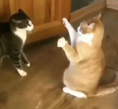 Cat Cute GIF - Cat Cute Fall - Discover & Share GIFs