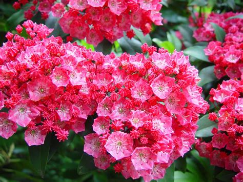 15 Favorite Shrubs for Shade Gardens | HGTV