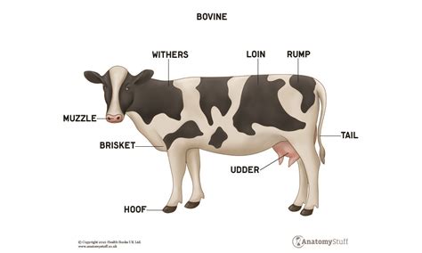 Cow Anatomy | Bovine Muscles & Skeleton | AnatomyStuff