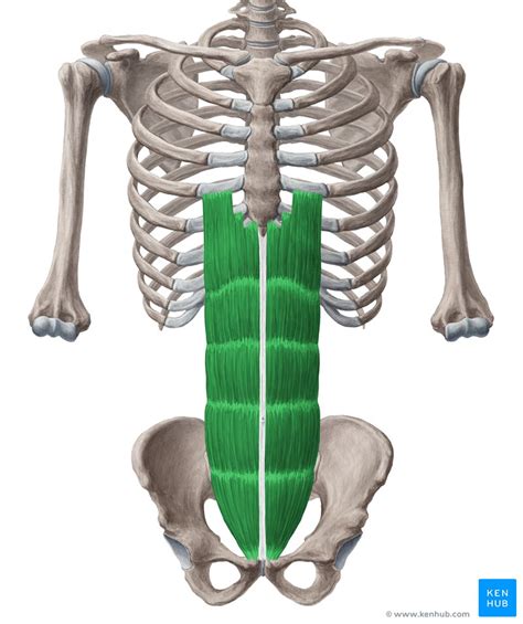 Anterior abdominal muscles: Anatomy and functions | Kenhub