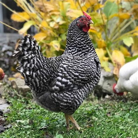 Top 10 Dual Purpose Chicken Breeds - Best for Eggs & Meat