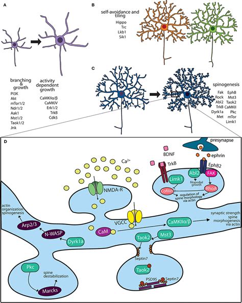 Frontiers | Kinase Signaling in Dendritic Development and Disease