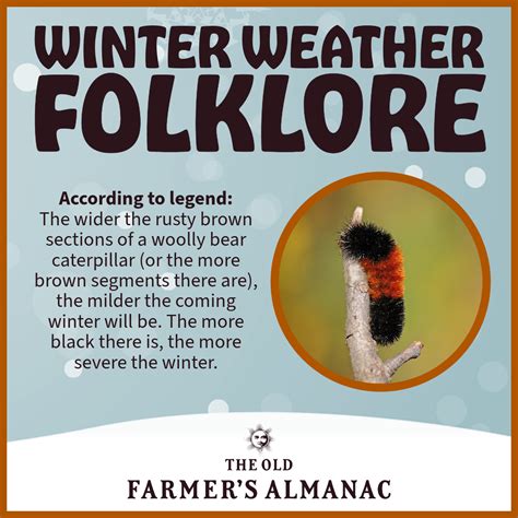 Woolly Bear Caterpillars: Winter Weather Predictors | Facts & Folklore ...