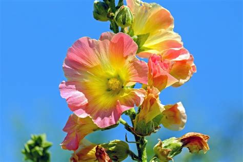 How & When to Plant Hollyhock Seeds: Factors & FAQ | House Grail