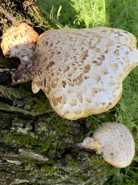 Can someone help me identify this mushroom. Huntsville, Arkansas ...