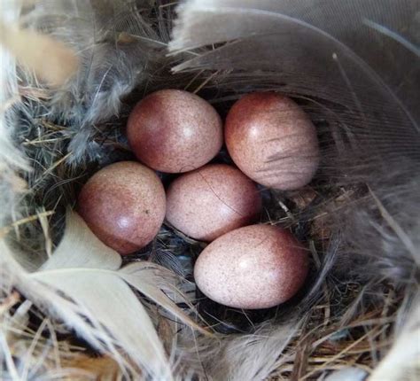 House Wren nest, eggs and young identification with photos