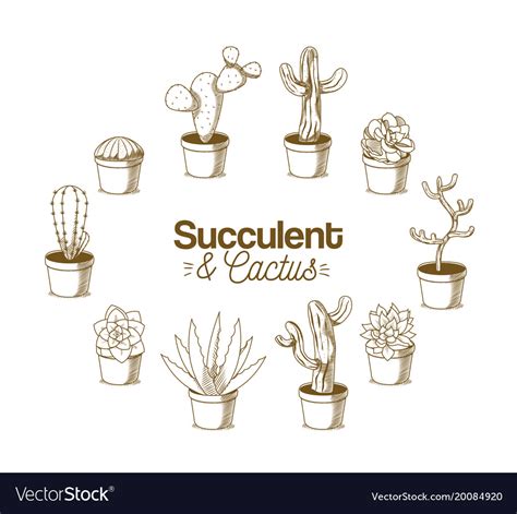 Cactus on pot hand drawing Royalty Free Vector Image