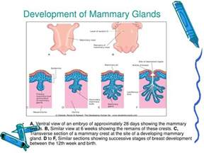 Anatomy Of Mammary Gland