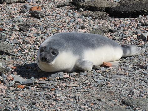 Hooded seal pup a.k.a "Blue-back" | Hooded seal pup. (Cystop… | Flickr