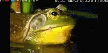 Ribbit Frog GIF – Ribbit Frog Croak – discover and share GIFs