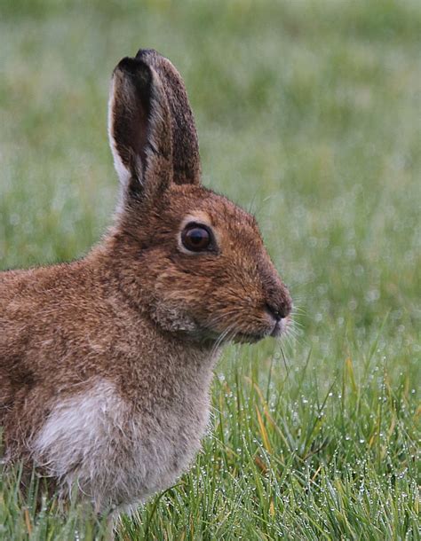 Murfs Wildlife : Irish Hare