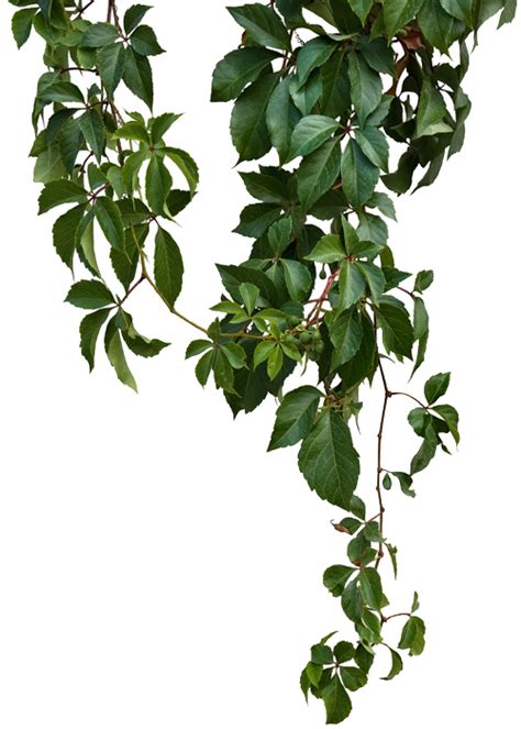 Vine - Green vines png download - 500*700 - Free Transparent Vine png ...