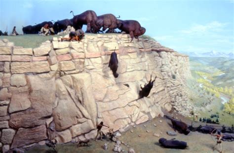 Buffalo Jumps - All About Bison