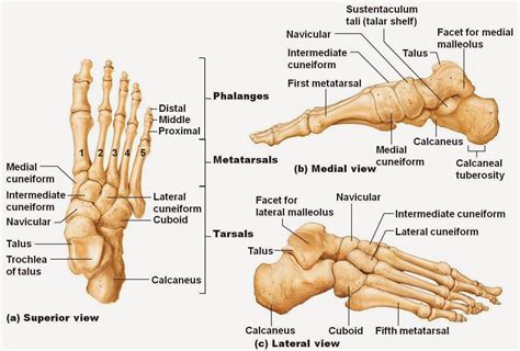 Right Foot Diagram Blank