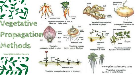 What is Vegetative Propagation? Advantages and Disadvantages of ...