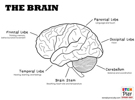 The Brain – Let’s turn the gray into colour!