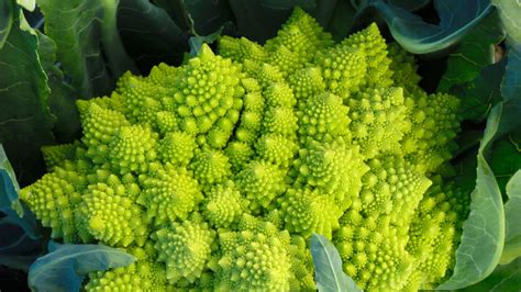 What is Romanesco and How to Use It | Lakewinds Food Co-op