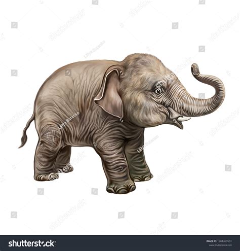 Baby Elephant Elephantidae Realistic Drawing Illustration Stock ...