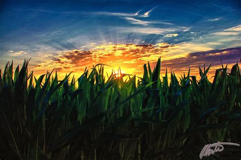 Sunset over cornfield | Cool art, Natural landmarks, Cornfield