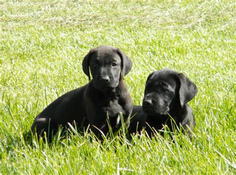 Canis Panther Info, Temperament, Puppies, Pictures