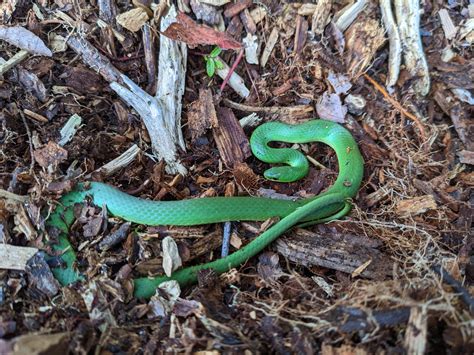 Smooth Green Snake: Why Protecting and Maintaining Critical Habitat in ...