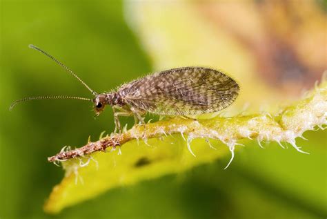 Brown lacewing Photograph by Science Photo Library