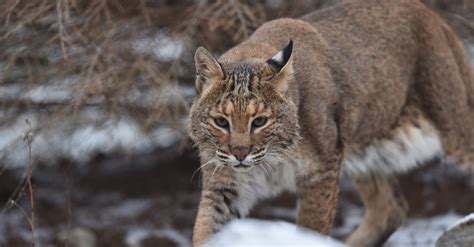 #bioPGH Blog: Bobcats | Phipps Conservatory and Botanical Gardens ...