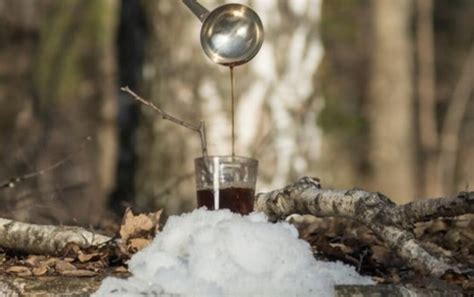 Exploring the Forest: What Does Birch Syrup Taste Like?