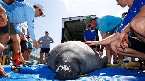 Rescued manatee released in natural Florida habitat after flying over ...