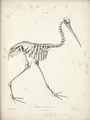 Kiwi skeleton | Animal skeletons, Bird illustration, Nature design