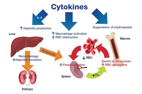 Low ferritin levels and iron deficiencies may be found in PANS patients ...